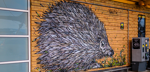 Hedgehog